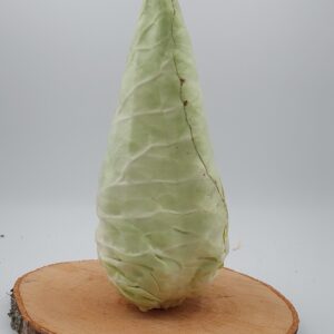 Spitzkohl
