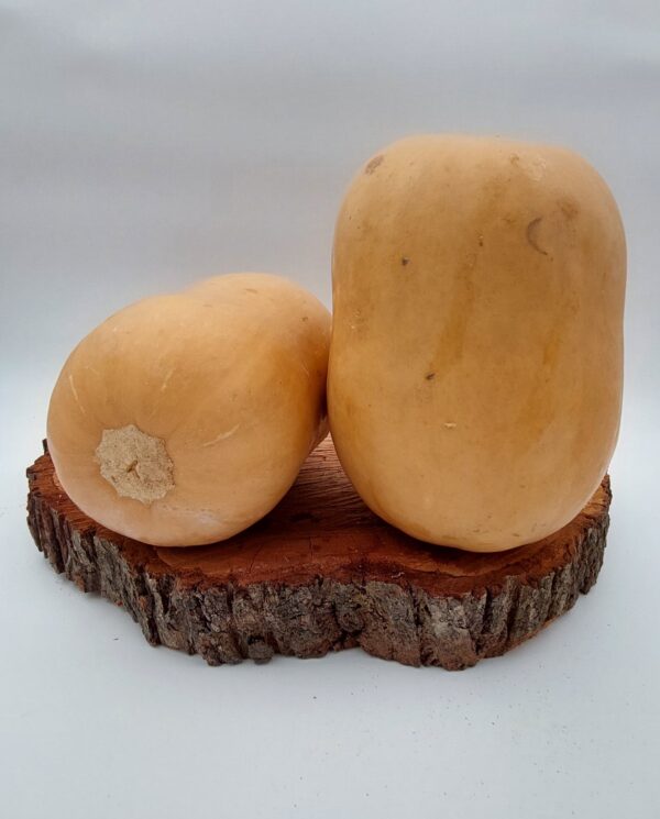 Kürbis Butternuss