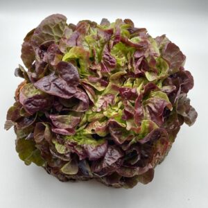 Eichblatt- Salat rot