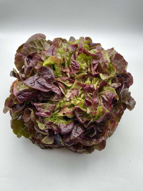 Eichblatt- Salat rot