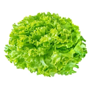 Batavia Salat grün