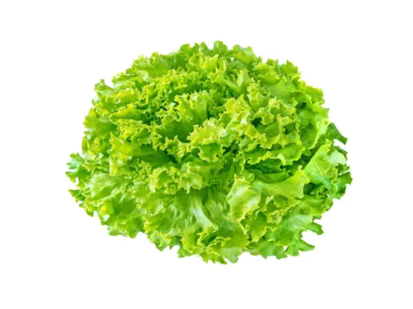 Batavia Salat grün